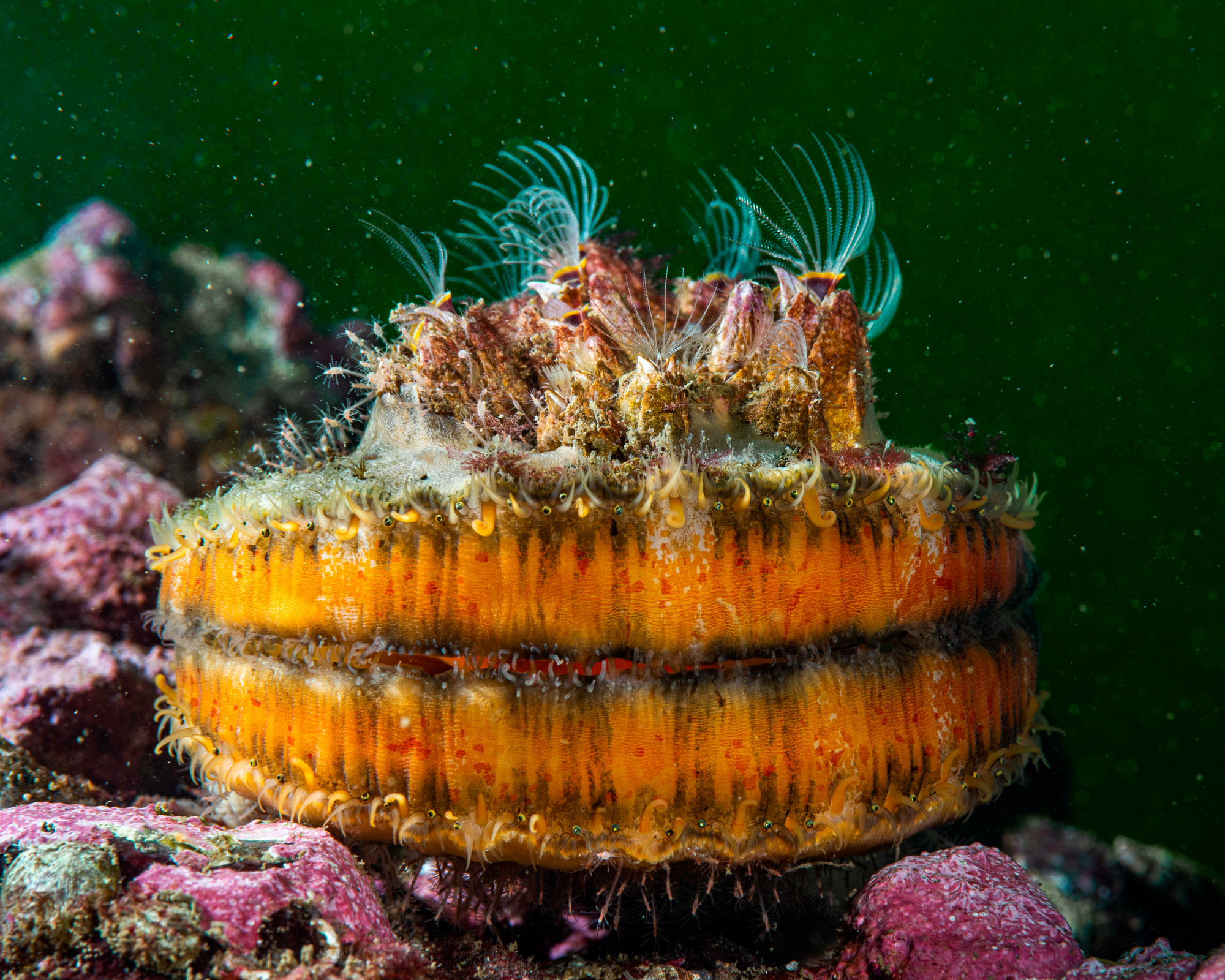 Dalco and Sunrise Reef March 10, 2021 (52 of 162)