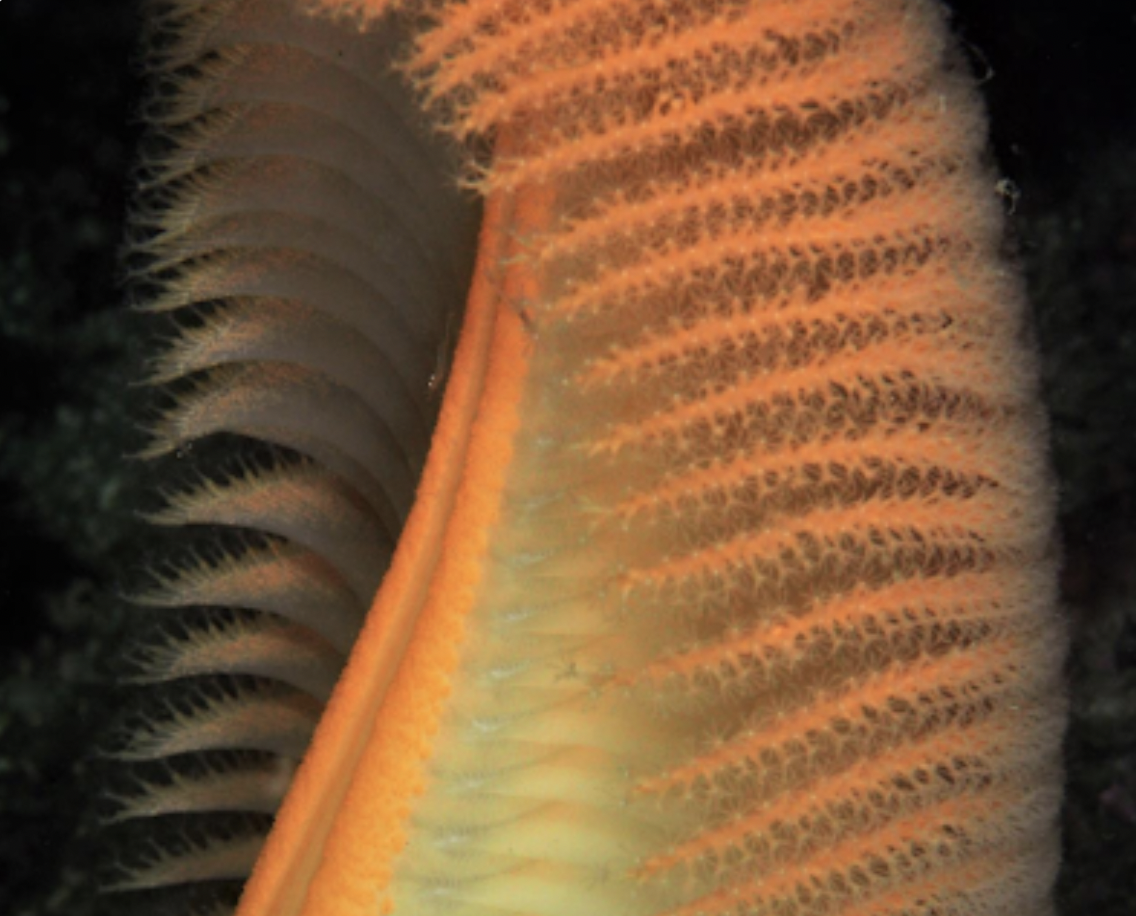 Screen Shot 2021-11-26 at 10.20.56 PM